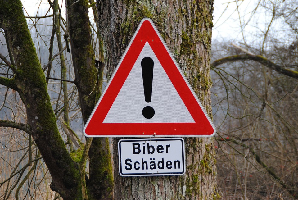 Biberschaden